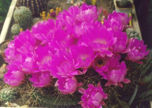 echinocereus_pentalophus